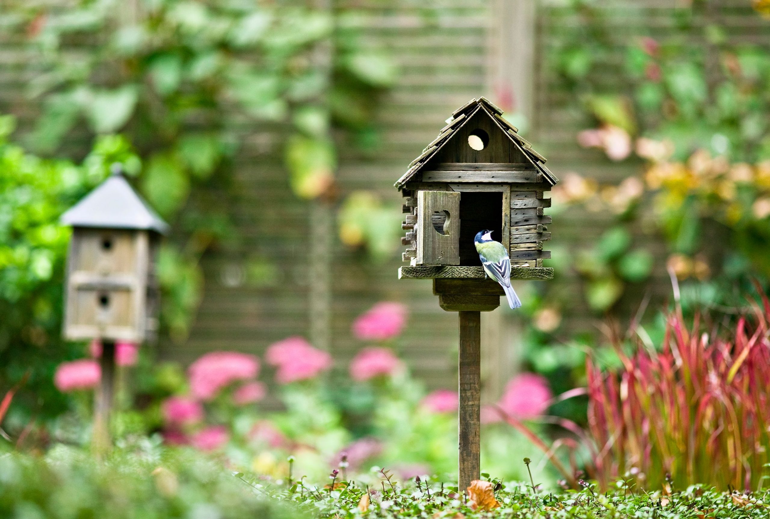 How to Attract Wildlife, Insects and Nature to Your Garden